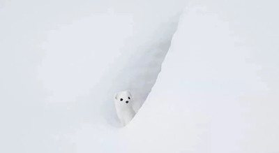 1605155843982832.png 圖片3.png